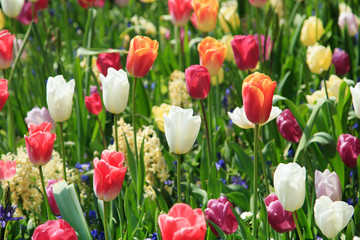 Obraz premium Blühende Tulpen im Frühling