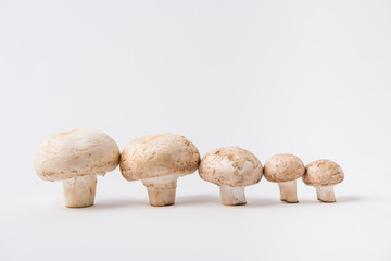 raw mushrooms laying on white background in a row