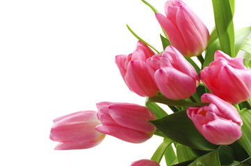 pink tulips on a white background