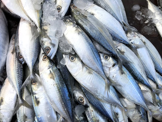 Fresh fish put on ice in market. Phuket in Thailand.
