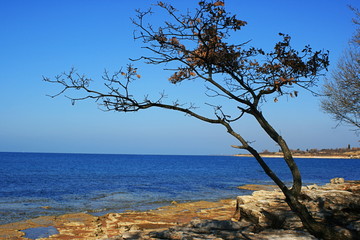 Fototapeta na wymiar Lonely tree at the beach