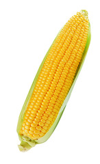 Corn isolated on white
