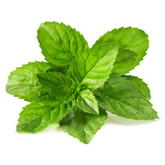 mint leaves isolated