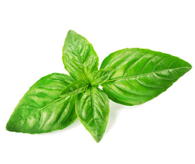 basil isolated on a white