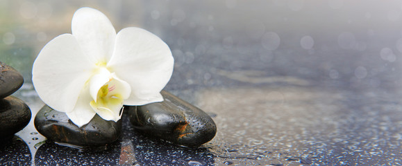 Single white orchid and black stones close up.
