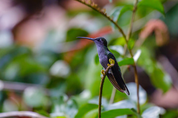 Hummingbird in Surinam