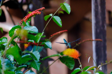 Hummingbird in Surinam