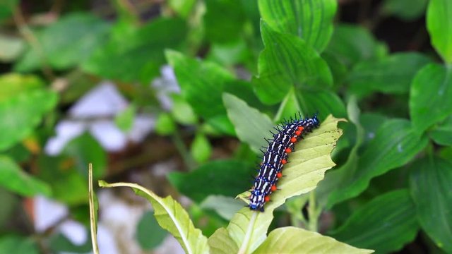 caterpillar worm striped black and white Walking eat on leaf  (Eupterote testacea, Hairy caterpillar) select focus with shallow depth of field.