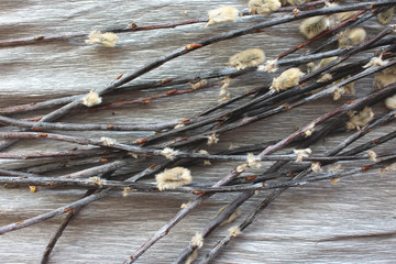 Willow branches with catkins on grey textured background