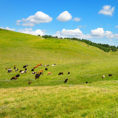 Small herd of cows on slope of picturesque hill with green grass and blue sky.