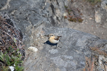 little bird in Greenland Ilulissat Icefjord
