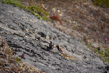 little bird in Greenland Ilulissat Icefjord
