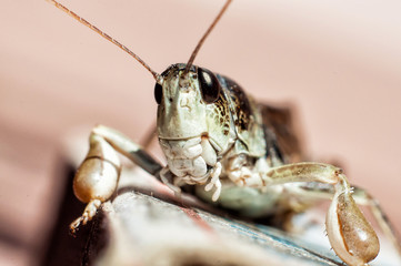 Macro portrait of green Grasshoppers with light background