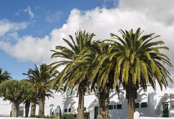 Fototapeta na wymiar Palm tree line street Lanzarote Teguise White Village in Canary Islands