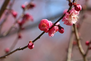ピンクの梅の花