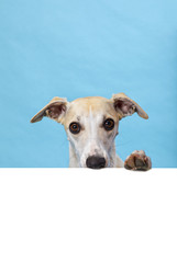 Whippet dog holding nose and paw upon blank billboard