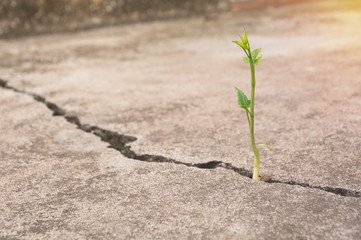 Green young plant growing on the ground.