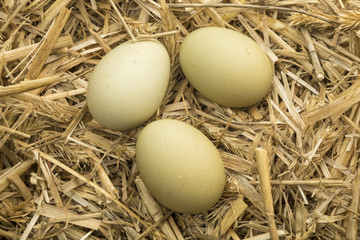 Green eggs on straw in chicken coop