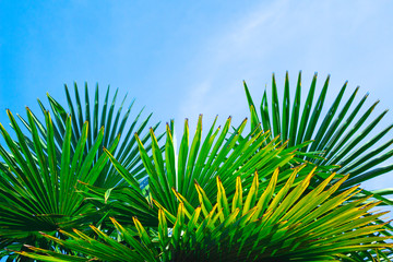 Border of green palm leaves on background of blue sky with cioy space. Tropical climate travel concept.