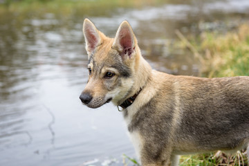 Cute Czechoslovakian wolf