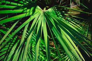 Green palm leaves close up. Tropical travel concept.