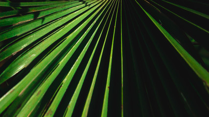 Green palm leaves close up. Tropical travel concept.