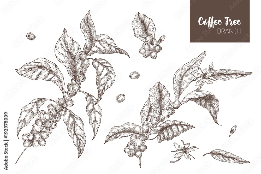 Poster bundle of elegant botanical drawings of coffea or coffee tree branches with leaves, flowers and ripe