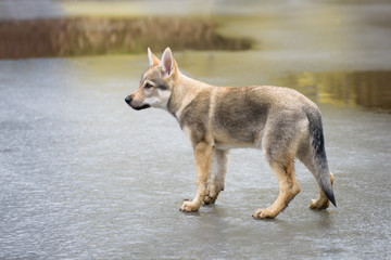 Cute Czechoslovakian wolf