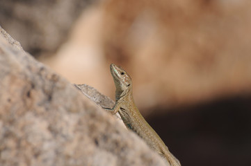Eidechse auf einem Felsen in Ibiza