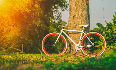 Fototapeta premium White bike parked with tree and beautiful sunlight in the evening, hobbies and leisure