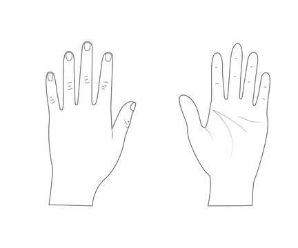 Woman hands.Back of the hand.Palm hand. Outline.Vector illustration. Isolated on white background.