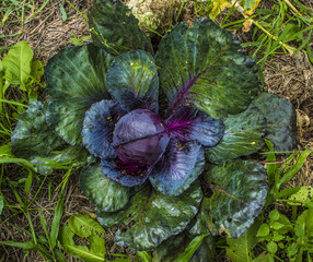 Purple cabbage
