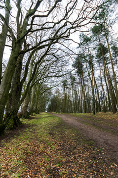 Woodland path in winter