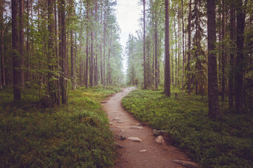Fototapeta na wymiar A path in a fairy forest in the twilight