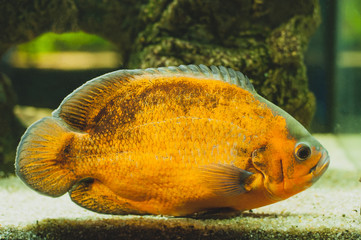 Oscar - Astronotus ocellatus. Fish from the cichlid family. Exotic popular aquarium fish.