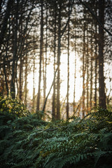 Obraz premium la campagne en hiver