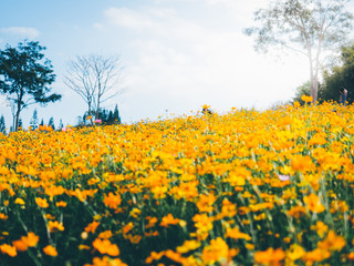 Fototapeta premium travel and adventure concept from beautiful flower field with group of yellow daisy or other flower with soft focus blue sky background on winter to summer season