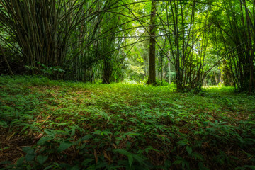 Obraz premium Bamboo forest