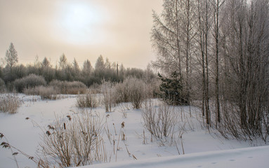 Winter landscape