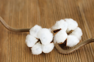 Natural wooden background with cotton flowers on branch. Environmental fon with natural  plant. Selective focus and Copy space