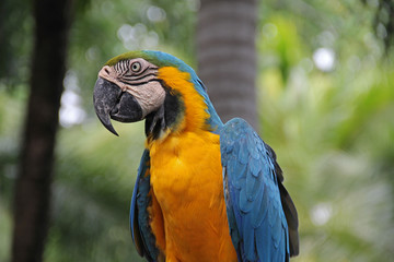  A parrot