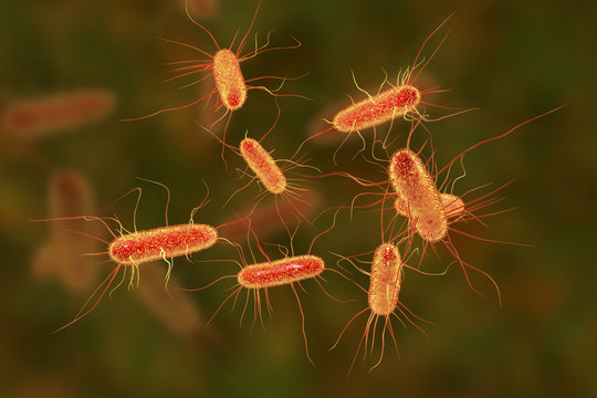 Escherichia coli bacterium, E.coli, gram-negative rod-shaped bacteria, part of intestinal normal flora and causative agent of diarrhea and inflammations of different location, 3D illustration