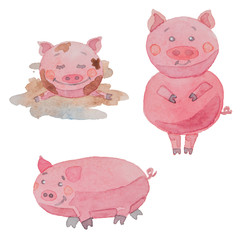Set of three funny pigs painted in watercolor on a white background