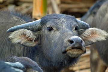 Wasserb&uuml;ffel in Kengtung, Myanmar