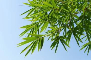 Papier Peint photo Lavable Bambou green bamboo leaves and the blue sky
