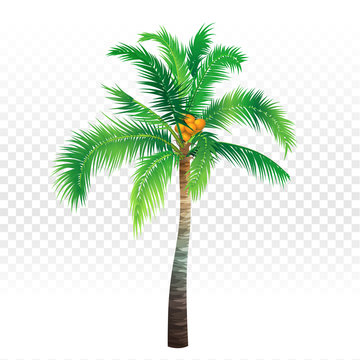 Palm tree on white and transparent background