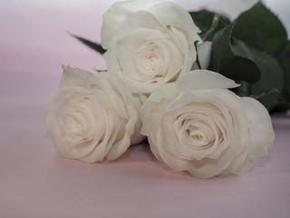 three white roses lie on pink background, very beautiful flowers for wedding