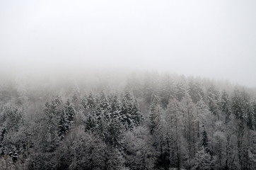 Obraz na płótnie Canvas Winterwald im Nebel