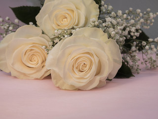 three white roses lie on pink background, very beautiful flowers for wedding