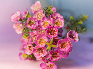 Pink flower on blurred background with beautiful bokeh, specially highlight the beauty of flower